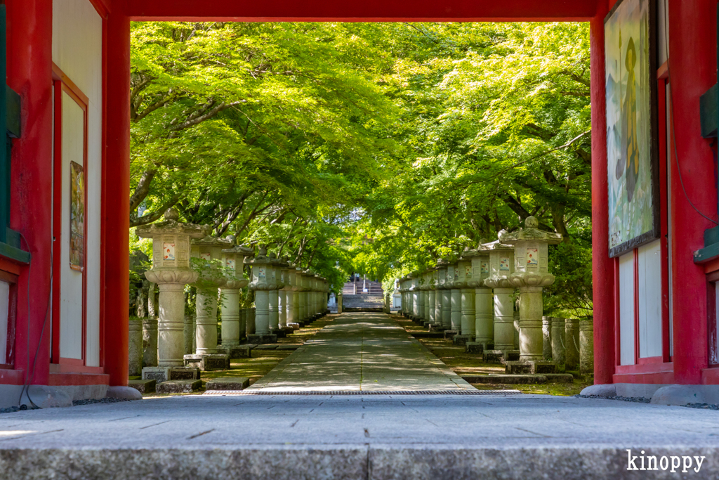 高山寺 新緑