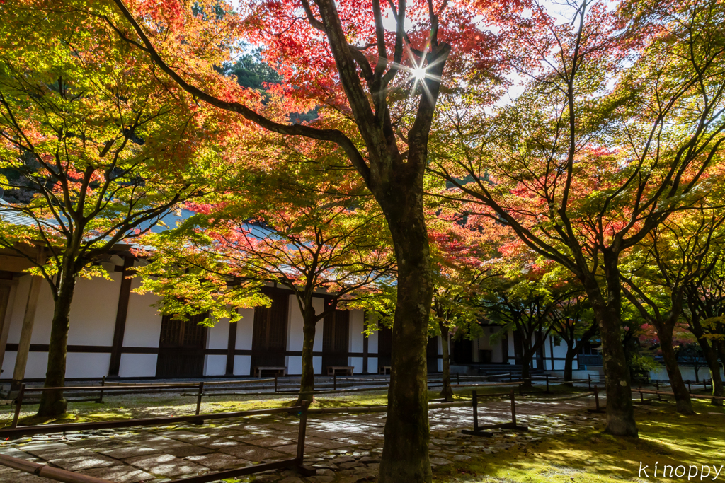 呑山観音寺 紅葉 5