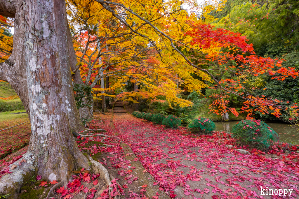 龍穏寺 紅葉 2