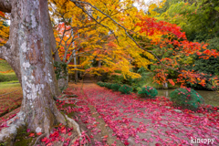 龍穏寺 紅葉 2