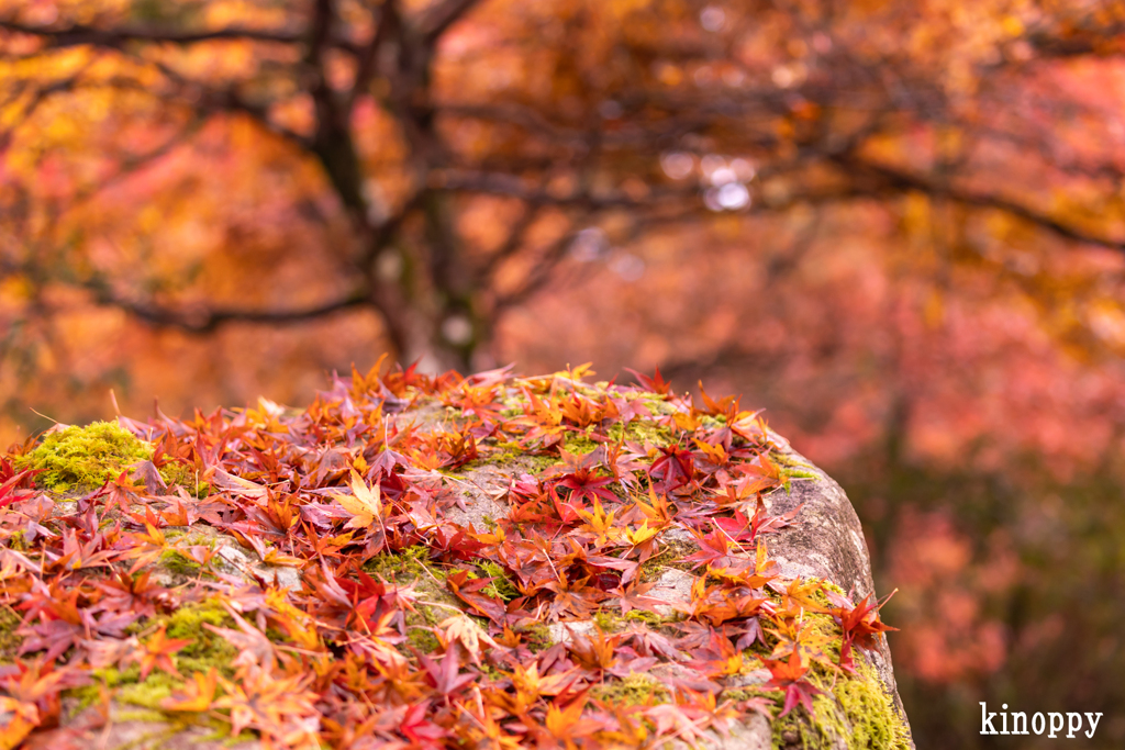 高源寺 紅葉 12