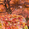 高源寺 紅葉 12
