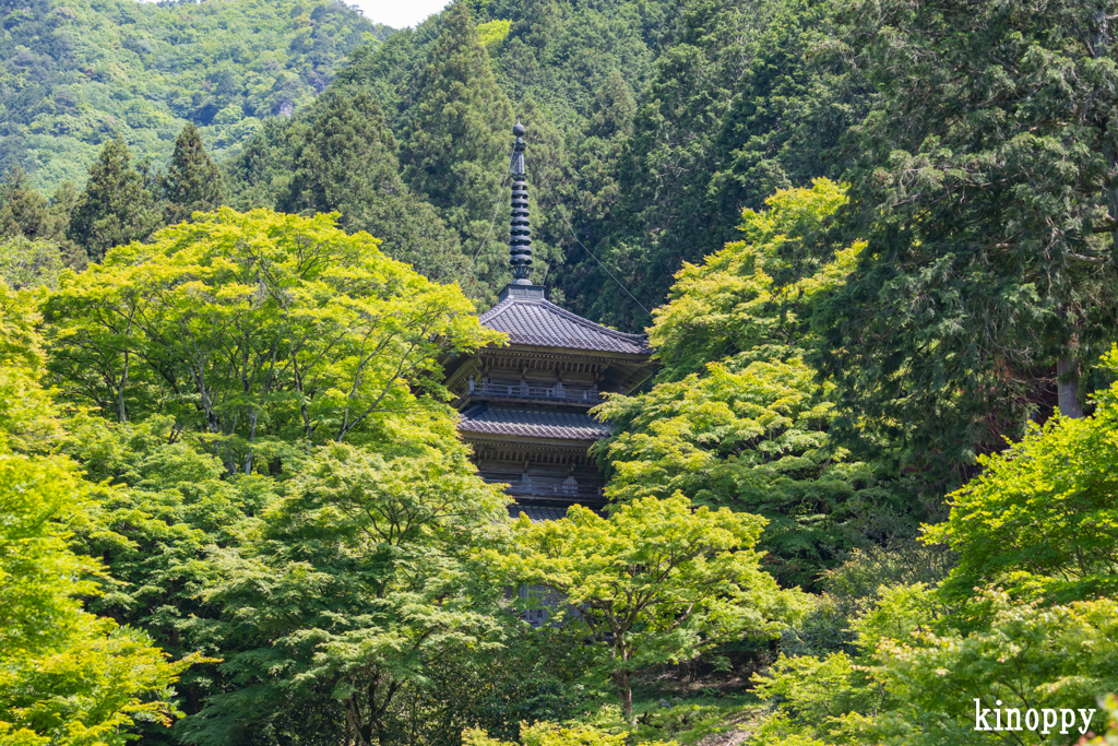 高源寺 新緑