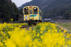 平成筑豊鉄道 菜の花 2