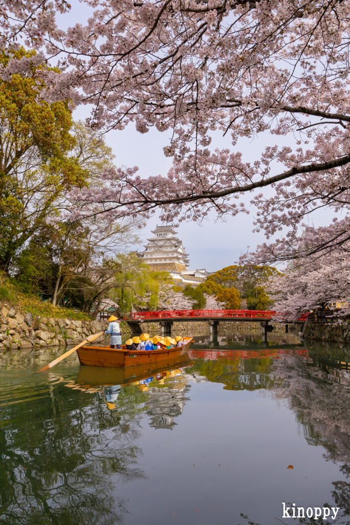 姫路城 桜 2