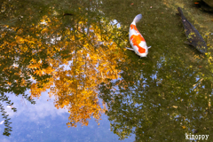 詩仙堂 紅葉 16