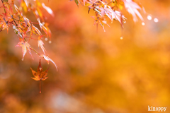 高源寺 紅葉 16
