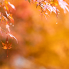 高源寺 紅葉 16