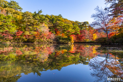 神戸市立森林植物園 紅葉 3
