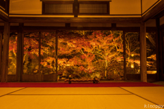 魚楽園 ライトアップ 2