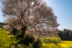 馬場の山桜 6