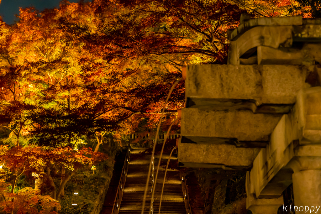 清水寺 紅葉 ライトアップ 8