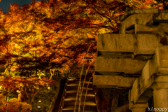 清水寺 紅葉 ライトアップ 8