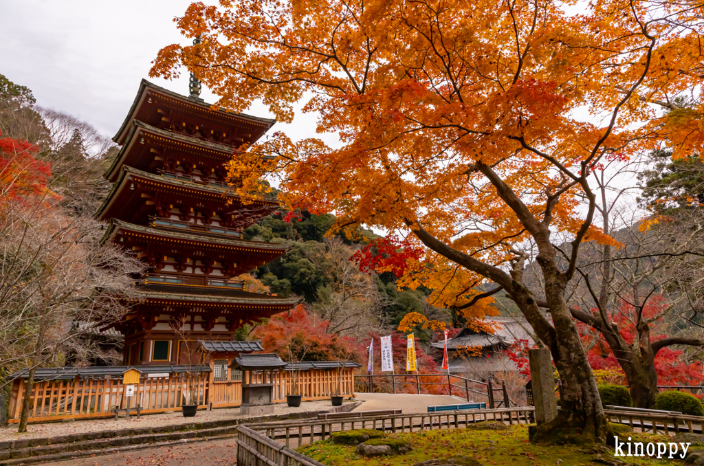 長谷寺 紅葉 6