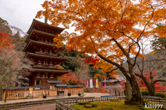長谷寺 紅葉 6