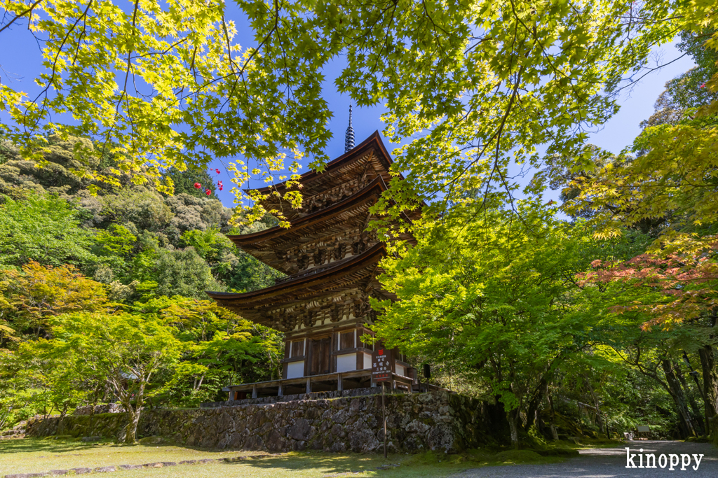西明寺 新緑 2