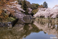 彦根城 桜 13