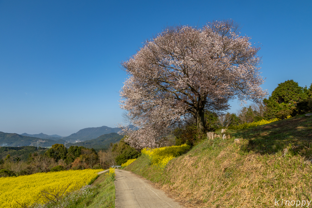馬場の山桜 2