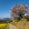 馬場の山桜 2
