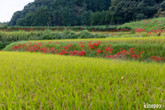 葛城古道 彼岸花