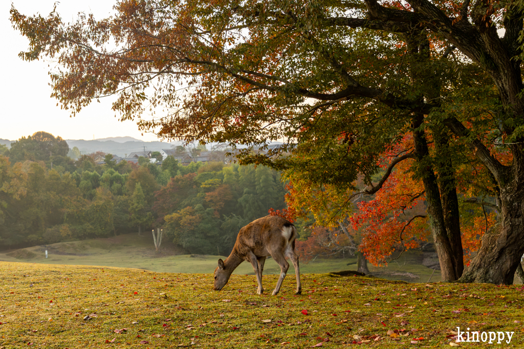 奈良公園 3