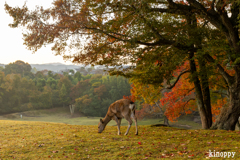 奈良公園 3