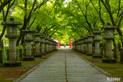 高山寺 新緑 4