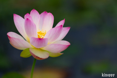 ヤマサ蒲鉾 蓮の花苑 7