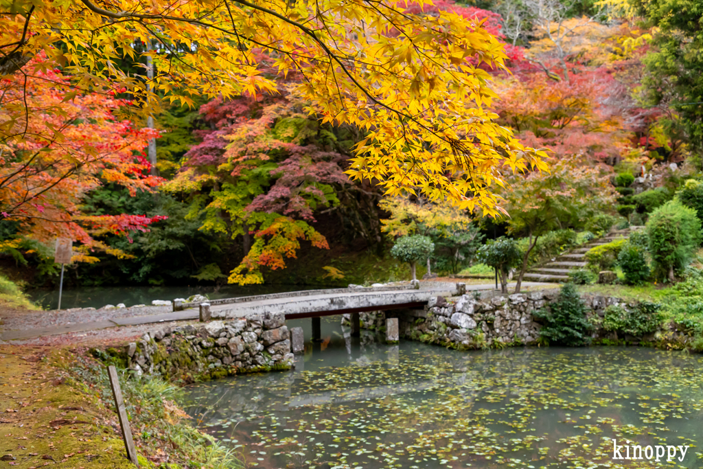 洞光寺 紅葉 3