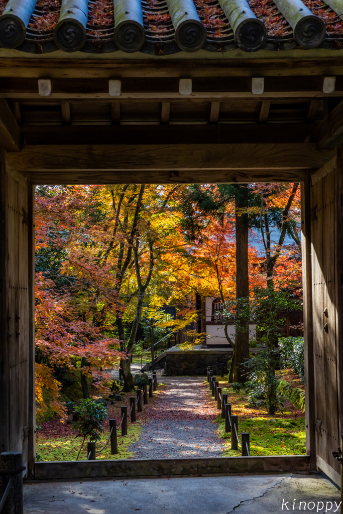 地蔵院 紅葉 3