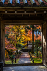 地蔵院 紅葉 3