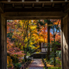 地蔵院 紅葉 3