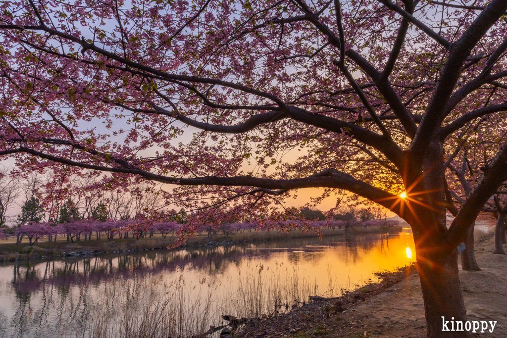 児島湖 河津桜 2