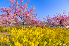 西郷川河口公園 河津桜