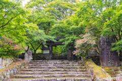 高源寺 新緑 4