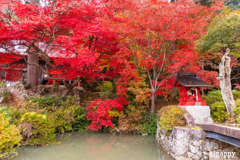 大国寺 紅葉 4