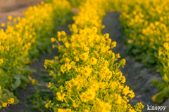 第一なぎさ公園 菜の花 4