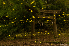 ヒメホタル