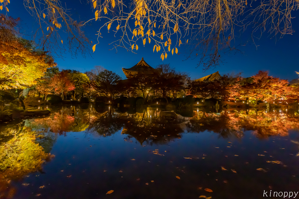 東寺 紅葉 ライトアップ 2