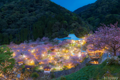 一心寺 ボタン桜 ライトアップ