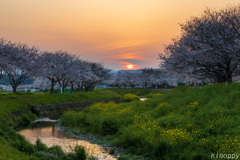 草場川 桜並木