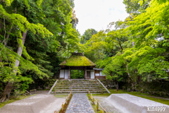 法然院 新緑 2