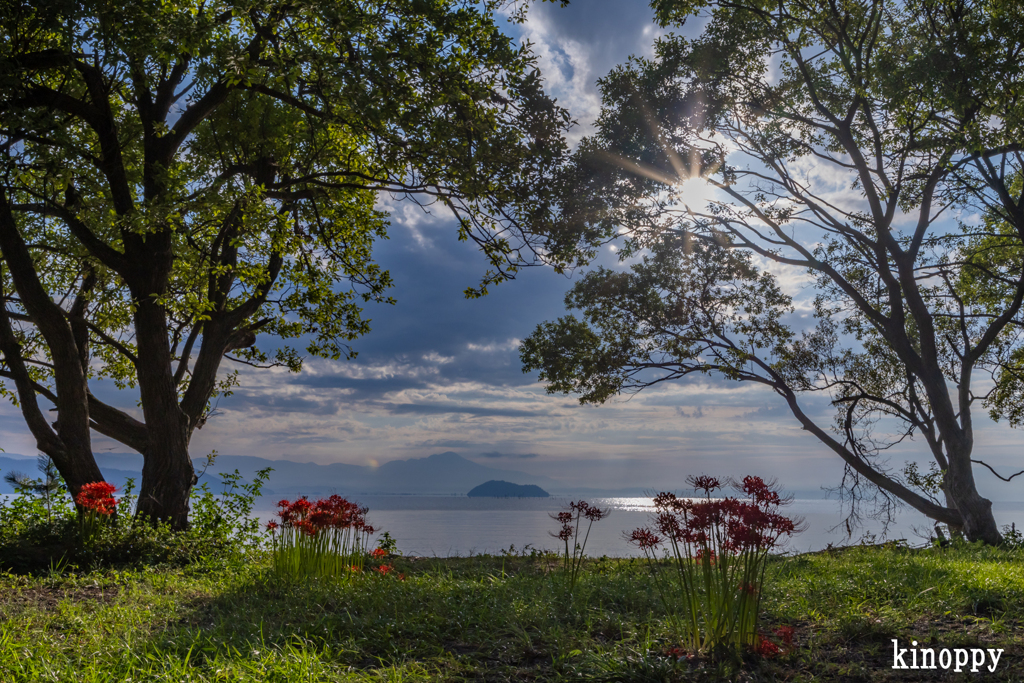 桂浜園地 彼岸花 6