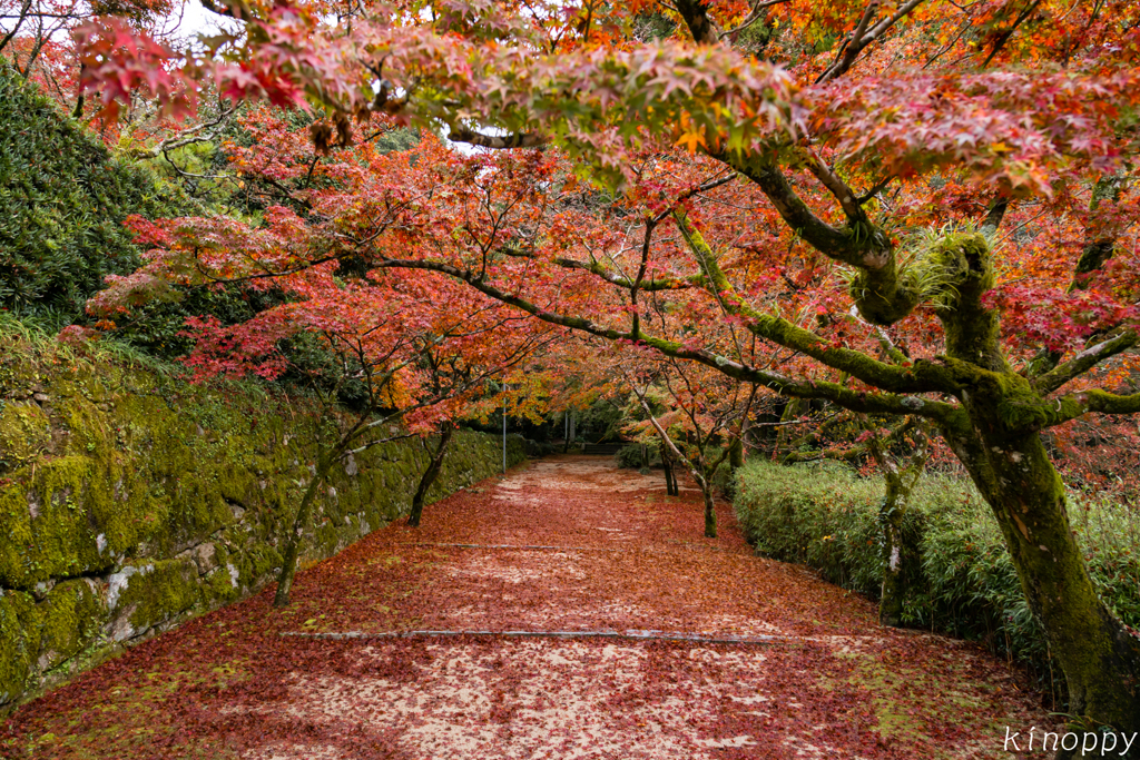 仁比山神社 紅葉 9