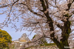 姫路城 桜 7
