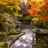 法然院 紅葉 3