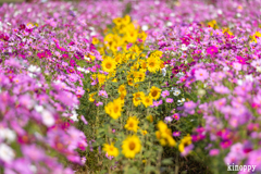 ひまわりの丘公園 コスモス 5