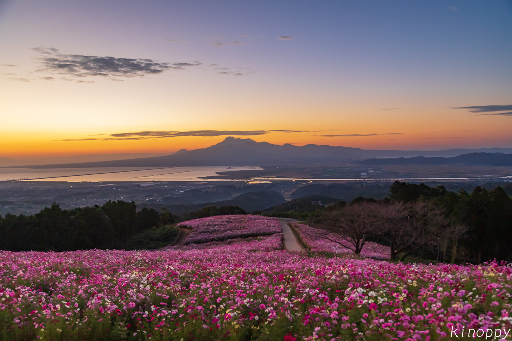 白木峰高原 コスモス 6