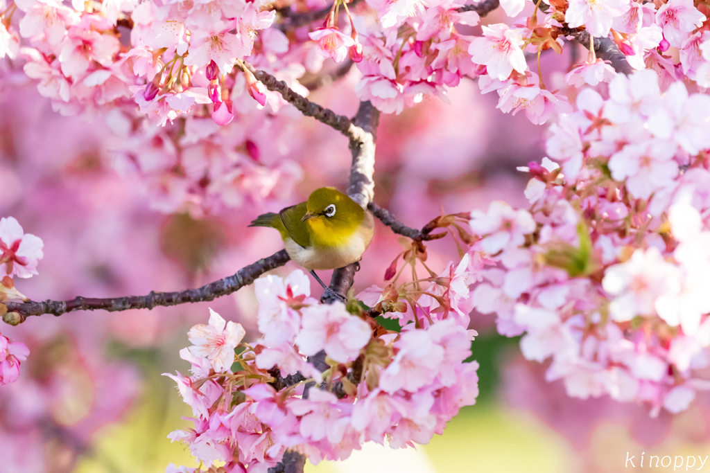 静豊園 河津桜とメジロ