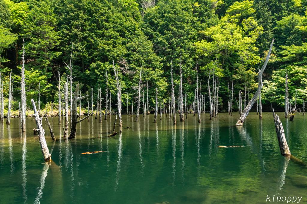 一の俣桜公園 蒼霧鯉池 By キノッピー Id 写真共有サイト Photohito